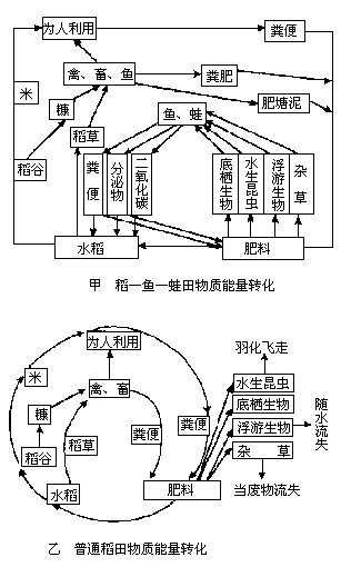 如图甲,乙分别表示稻一鱼一蛙共生农业生态系统和普通