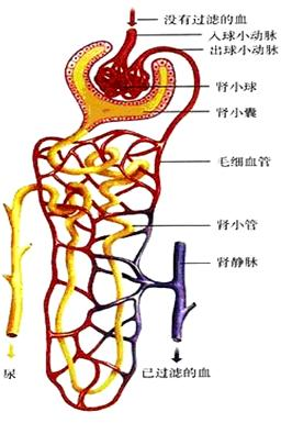 作业帮