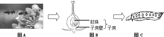 作业帮