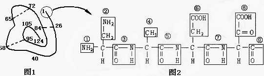 下面是某蛋白质的结构示意图(图1,数字为氨基酸序号,虚线表示化学键