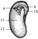 下图表示某一植物的一段枝条,叶芽(纵切,种子的结构(纵剖)示意图,据