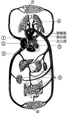 下面是人体血液循环示意图,请根据图回答下列问题