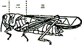 根据下面蝗虫的形态结构图回答问题
