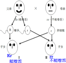 他们的子女能卷舌的概率为)