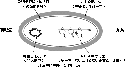 上,悬铃木细胞的 ________ 上都含有控制抗生素合成的基因