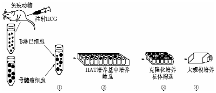 作业帮