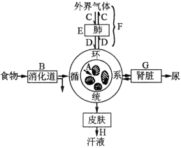 分析下面人体细胞新陈代谢与外界环境之间的关系图,回答下列问题.