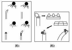 据图判断下列说法正确的是①图1是达尔文的向光性实验,图2是1928