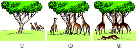 图为长颈鹿的长颈形成过程示意图,请据图分析回答