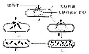 32 p 和 35 s 的培养基中培养一段时间,然后由噬菌体侵染这种大肠杆菌