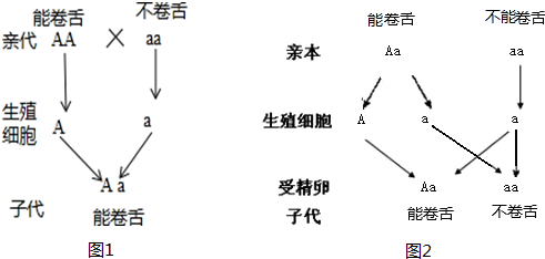 请阅读下列事例并完成以下两小题小明能卷舌母亲也能卷舌但父亲不能