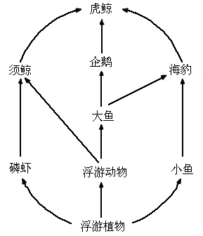 下面是南极食物网的简图.看图填写有关问题.