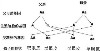 作业帮