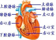 作业帮