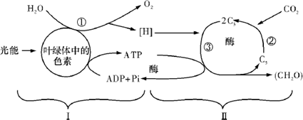 下图是关于植物光合作用过程的示意图,请据图回答问题