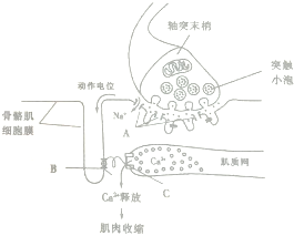 作业帮