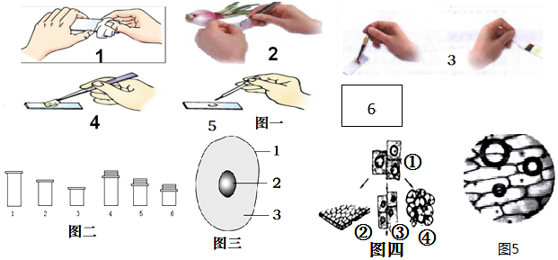 如图为洋葱表皮临时装片的制作步骤显微镜的几个镜头以及显微镜下观察