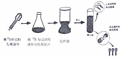 年,赫尔希和蔡斯利用同位素标记法,完成了著名的噬菌体侵染细菌的实验