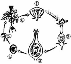 下图是番茄的生长发育过程示意图,请据图回答问题