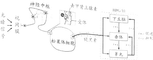 促使其分泌黄体生成素(lh,一种促激素;lh随血液运输到睾丸,促使其