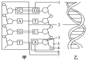 如图是 dna 片段的结构图,请据图回答