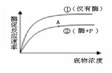 在一定范围内,底物浓度影响着酶促反应速率 b.