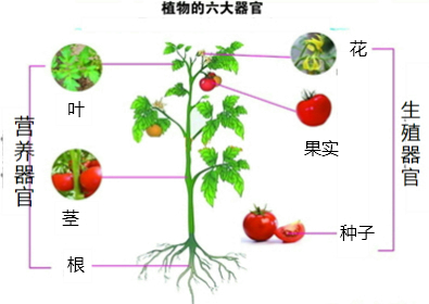 分析 常见的绿色开花植物由根,茎,叶,花,果实,种子六大器官组成