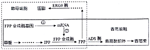 并且发现酵母细胞也能产生合成青蒿素的中间产物fpp(如图中虚线方框内