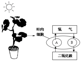 作业帮