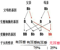 作业帮