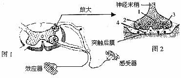 分析反射弧和突触的结构示意图,回答下列问题