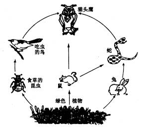 下图是某草原生态系统食物网的一部分图解.请根据图分析回答下列问题