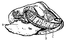下面是河蚌的结构图,请回答
