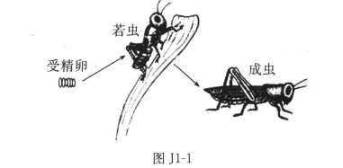 图j1-1所示的是蝗虫的发育过程,下列叙述与其发育特点不相符的是 ( )