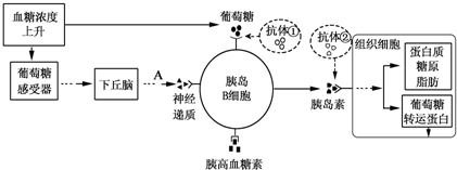 如图表示胰岛素分泌的调节过程及胰岛素的作用机理.回答有关问题