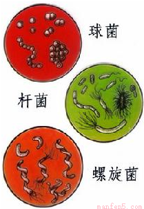 根据细菌的不同形态,细菌可以分为球菌,杆菌,螺旋菌三种类型.