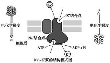 作业帮