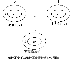 水稻杂交技术利用了植物的"雄性不育"植参镄