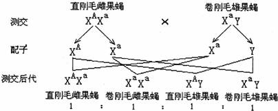 假说—演绎法是在观察和分析基础上提出问题,通过推理和想象提出解释