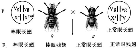 有一果蝇品系,其一种突变体的x染色体上存在c1b区段,有c,1,b三个基因