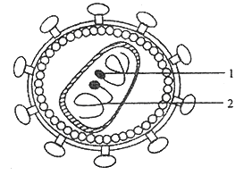 下图是艾滋病病毒(hiv)的结构示意图,其内部有两条rna.