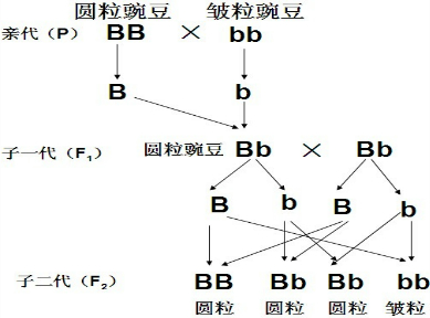 作业帮