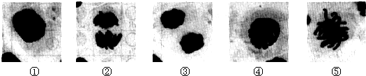 如图所示是洋葱根尖分生区细胞有丝分裂显微照片,按细胞分裂的过程