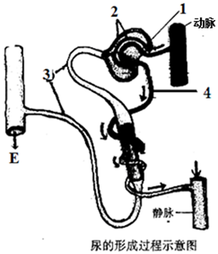 如图是人体尿的形成过程示意图请根据图回答