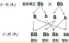 作业帮