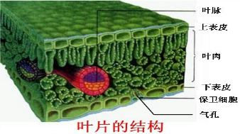 叶片的结构如图所示:即叶片由表皮,叶肉,叶脉三部分组成;其中表皮由一