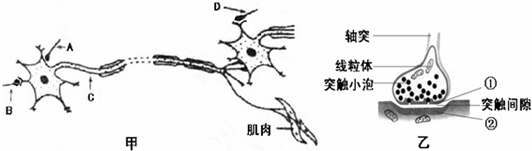 的结构模式图,回答下列问题:(1)甲图中含有___ 个神经元的完整细胞体