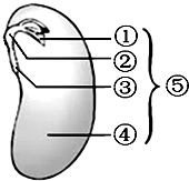 如图是大豆种子的结构图,请据图回答