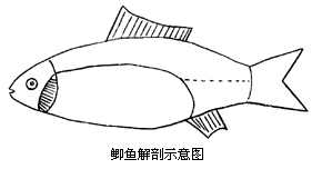 【下图是鲫鱼经解剖后已取出躯干部内脏器官的示意图,请按图回答:(1)