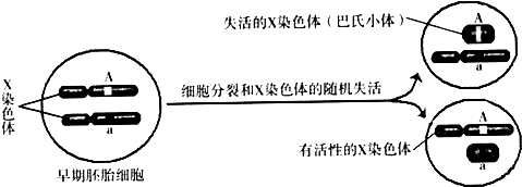 巴氏小体如图所示下列表述正巴氏小体性别决定的关键基因猫体毛巴氏小